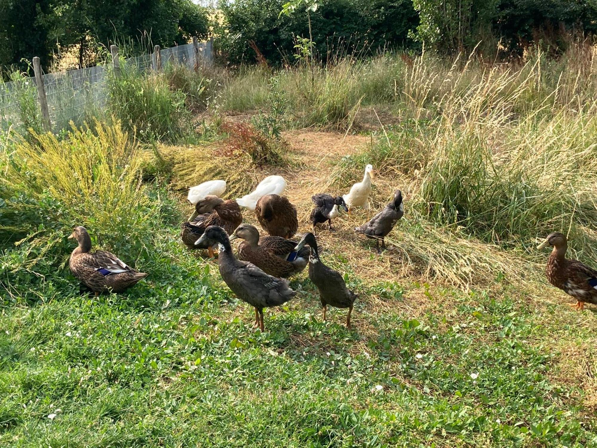 Chez Gustave&Compagnie Panzió Choussy Kültér fotó